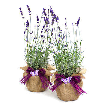 plant gifts pair of english lavenders by giftaplant ...